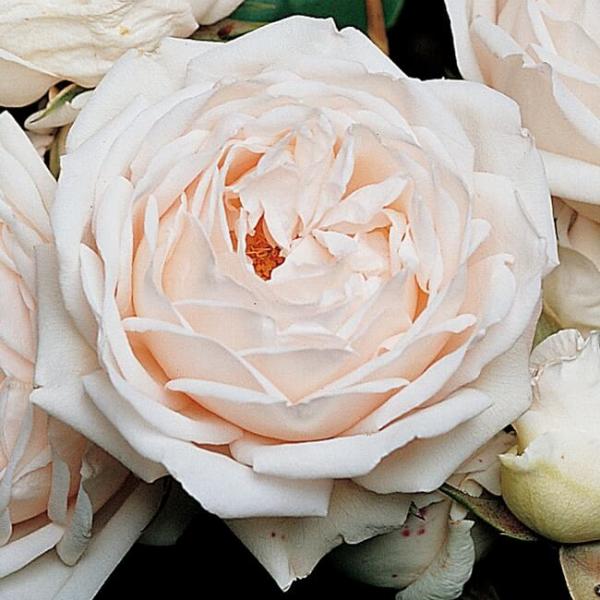 MARTINE GUILLOT ® Masmabay